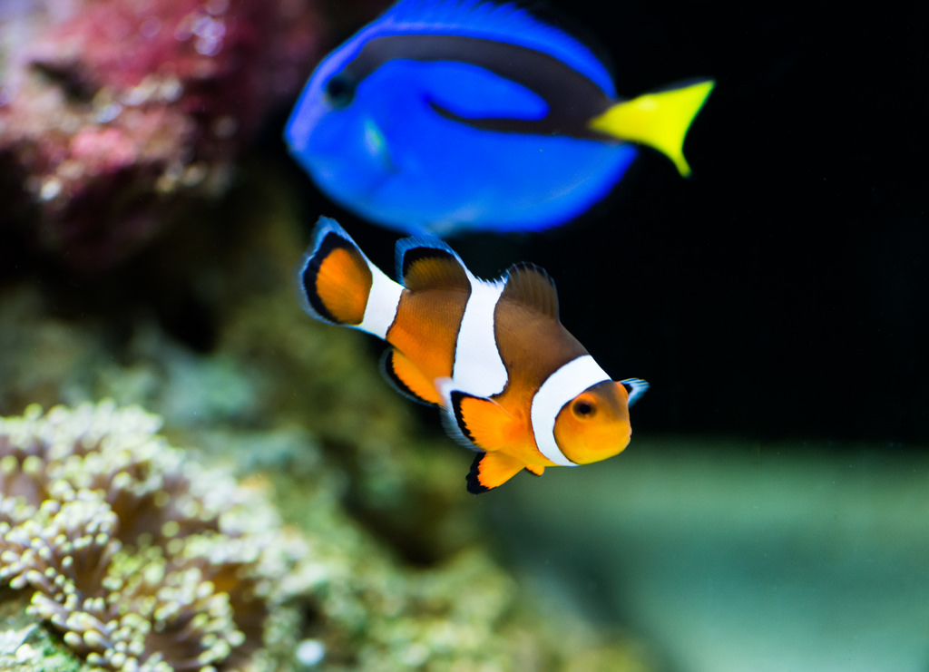 BLUE REEF UNVEILS FINDING NEMO TANK