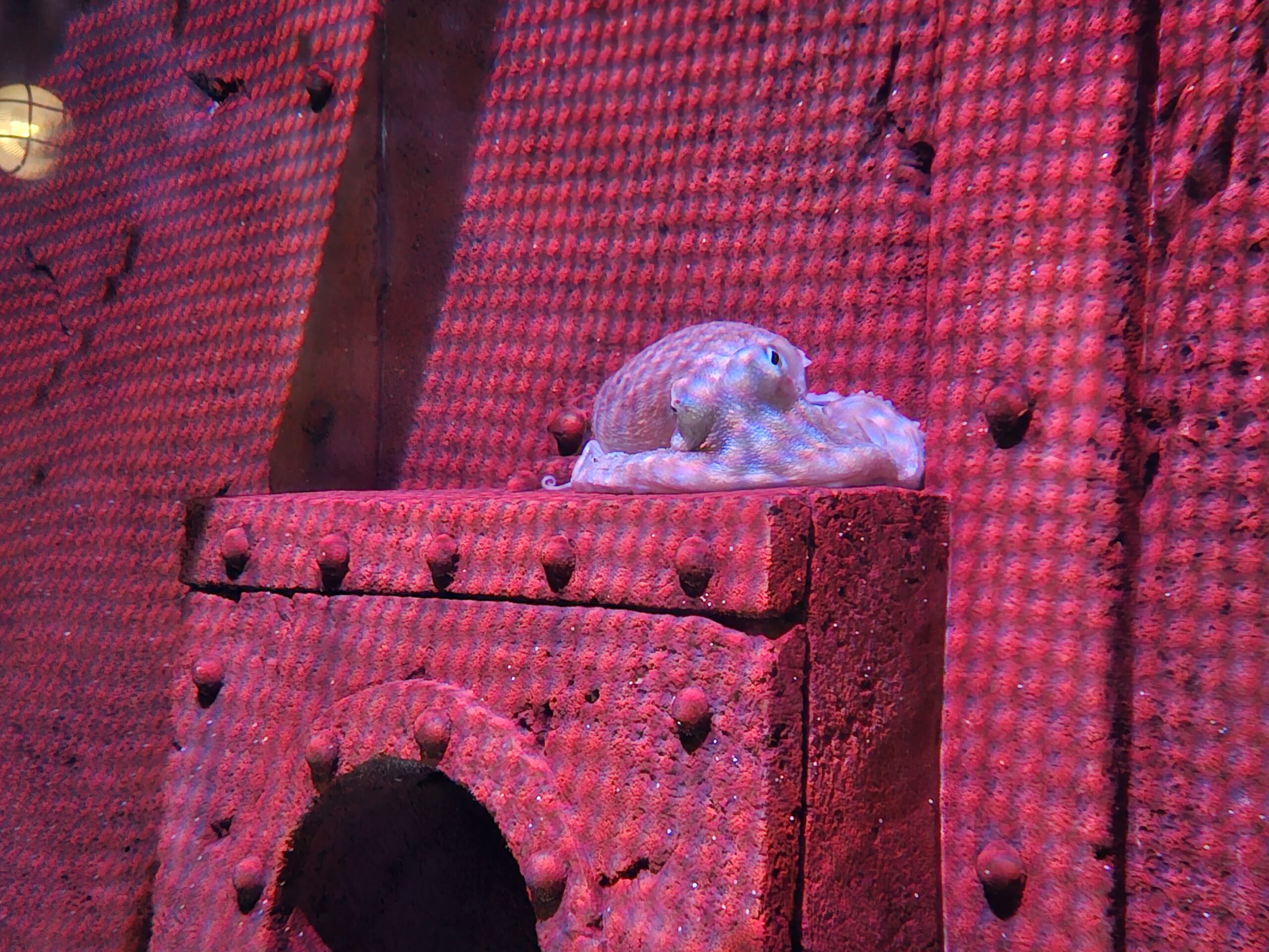 There’s an Ink Invasion at Blue Reef Aquarium Newquay: Say hello to our Curled Octopus!