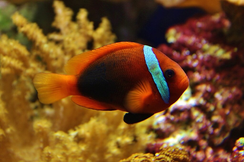 What amazing sea animals hide in the ocean’s great coral reefs?