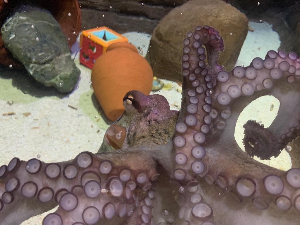 Celebrating World Octopus Day
