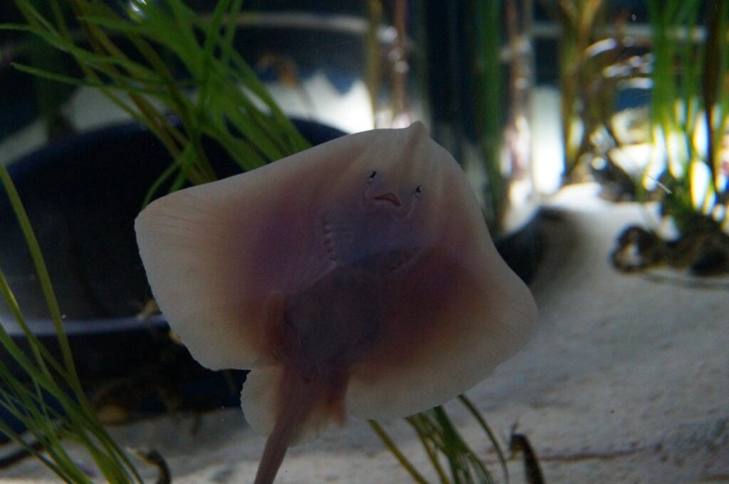 BABY SOUTHERN STINGRAYS BORN  AT BLUE REEF AQUARIUM