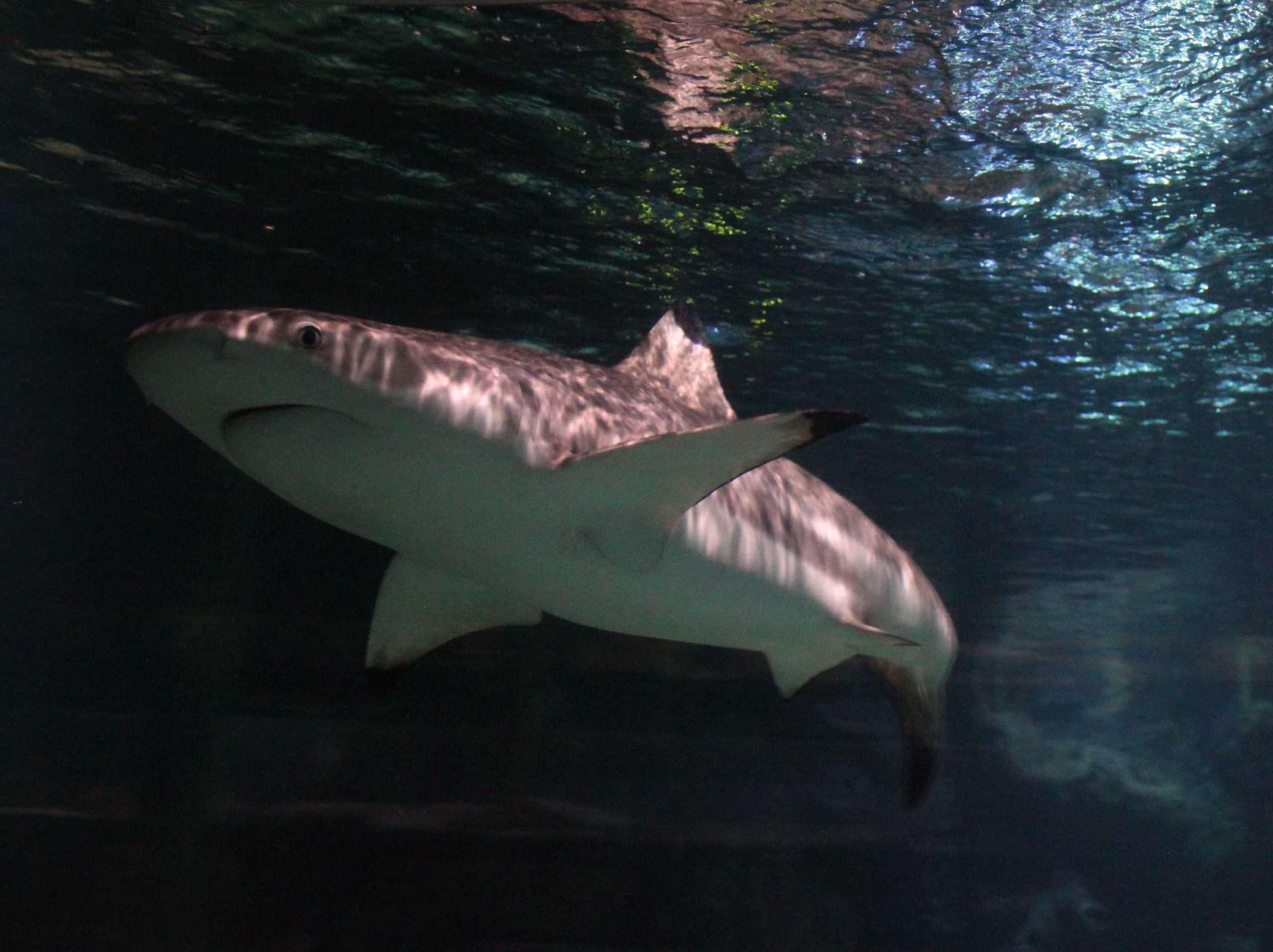 AQUARIST PLANS SPONSORED SILENCE FOR DOGS’ CHARITY