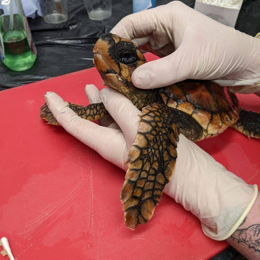 Trio of Stranded Juvenile Loggerheads