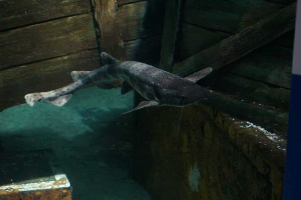 Bull Huss Sharks at the Blue Reef Aquarium!
