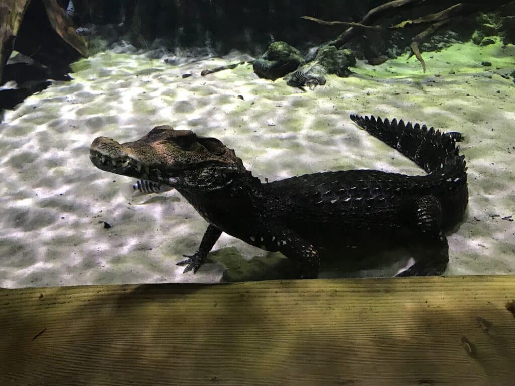 Caiman Capers At The Blue Reef Aquarium
