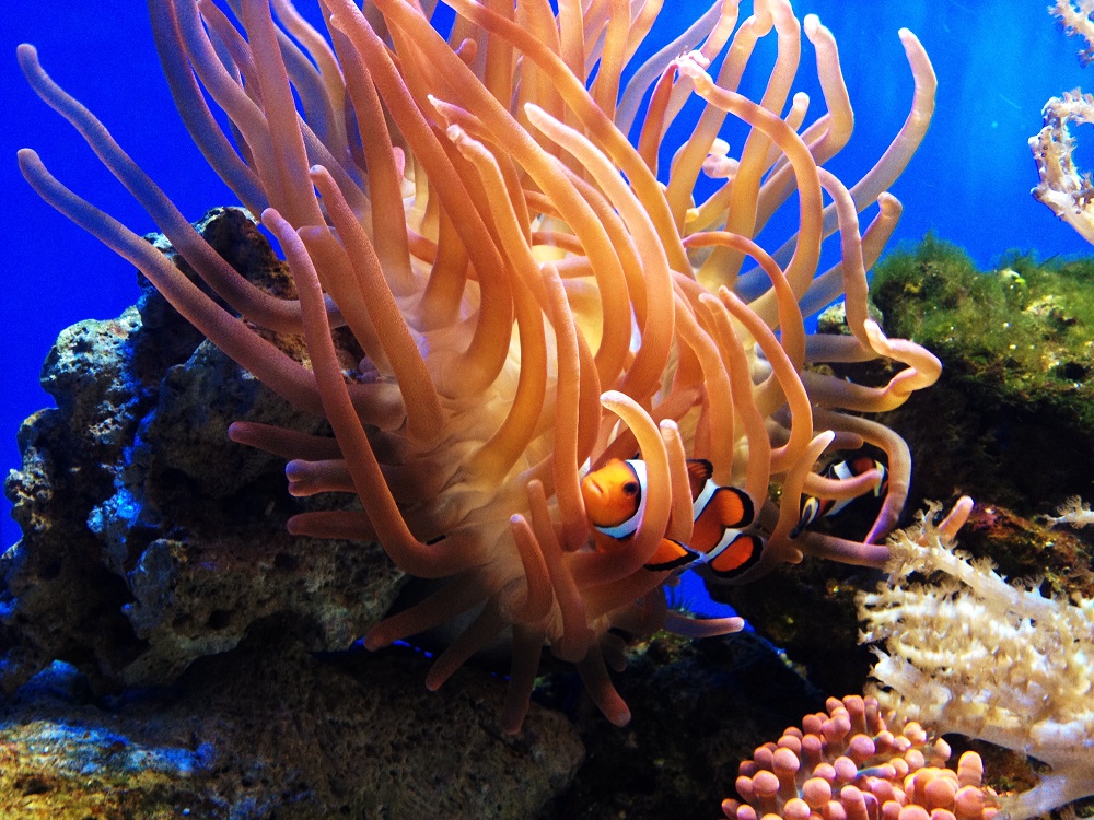Newquay Aquarium seeks an Office/Marketing Assistant