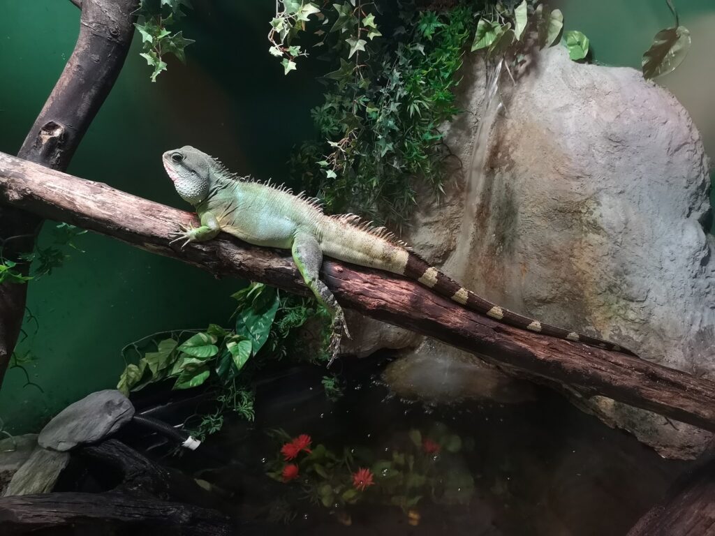 RED THE RESCUED GREEN IGUANA IN THE PINK