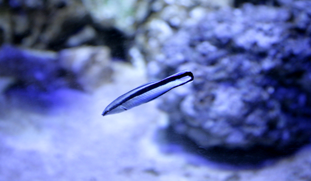 Deep Cleaning Tanks