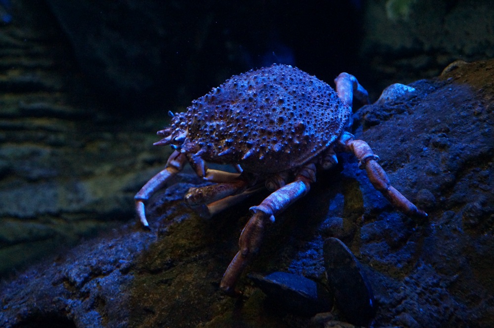DEEPLY CREEPY AT BLUE REEF AQUARIUM