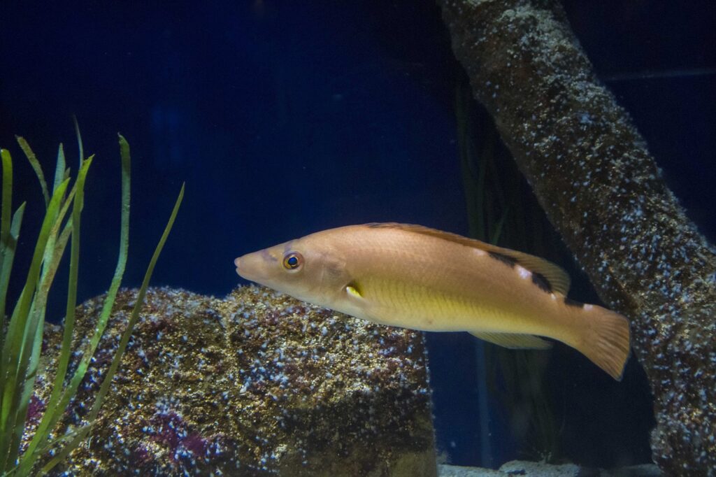 UK’S MOST COLOURFUL FISH PUTS ON A SHOW FOR THE LADIES