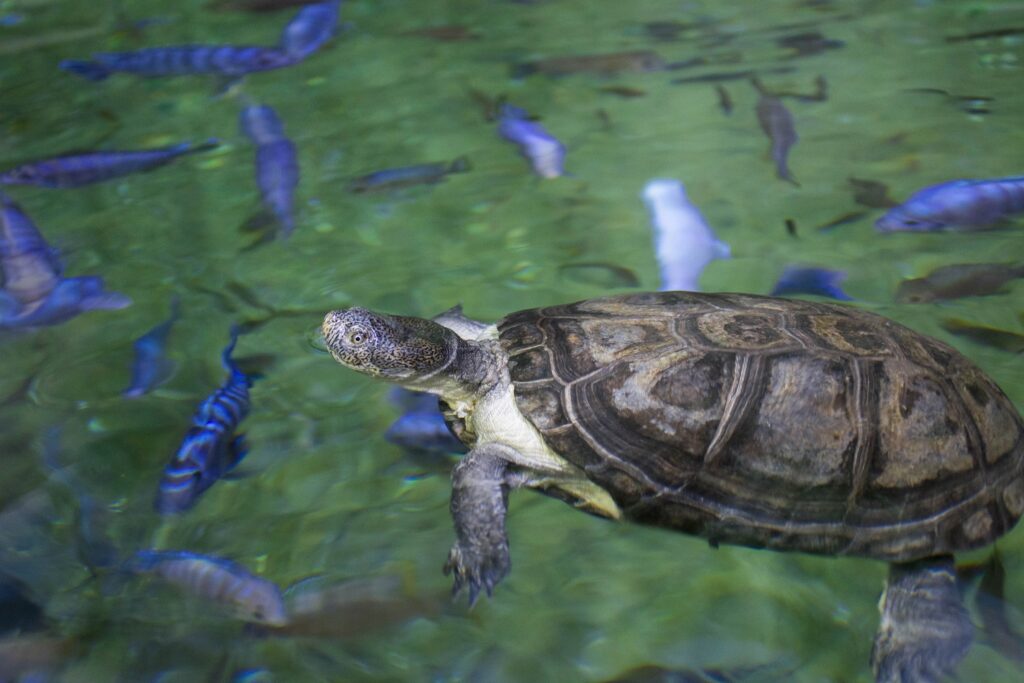 Reptile Health Checks