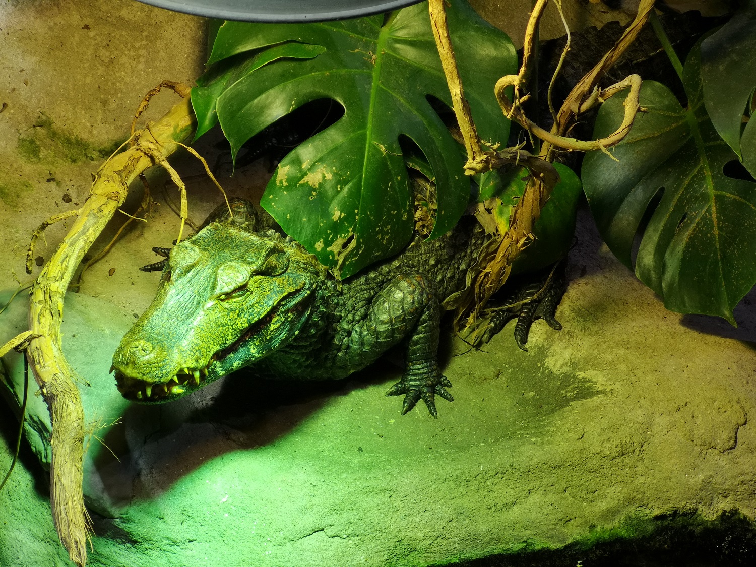 CREATIVE CREATURES AT BLUE REEF AQUARIUM