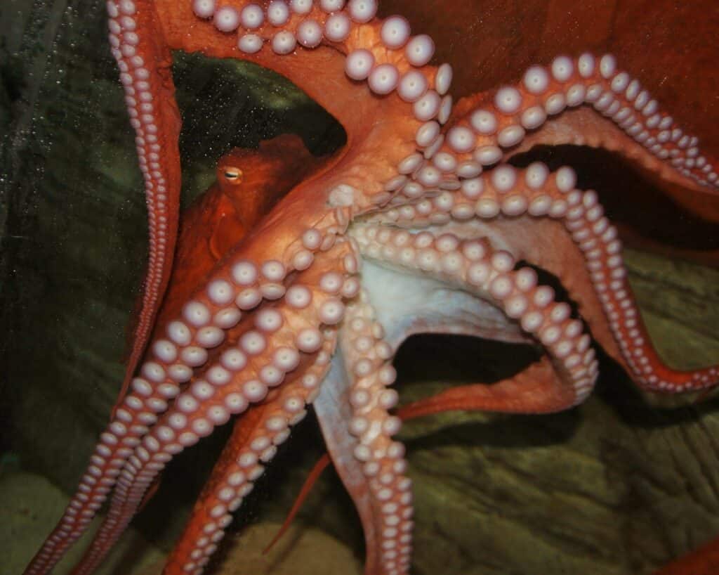 AQUARIUM HOPES VISITORS GET SUCKERED INTO TENTACLED TREASURE TRAIL