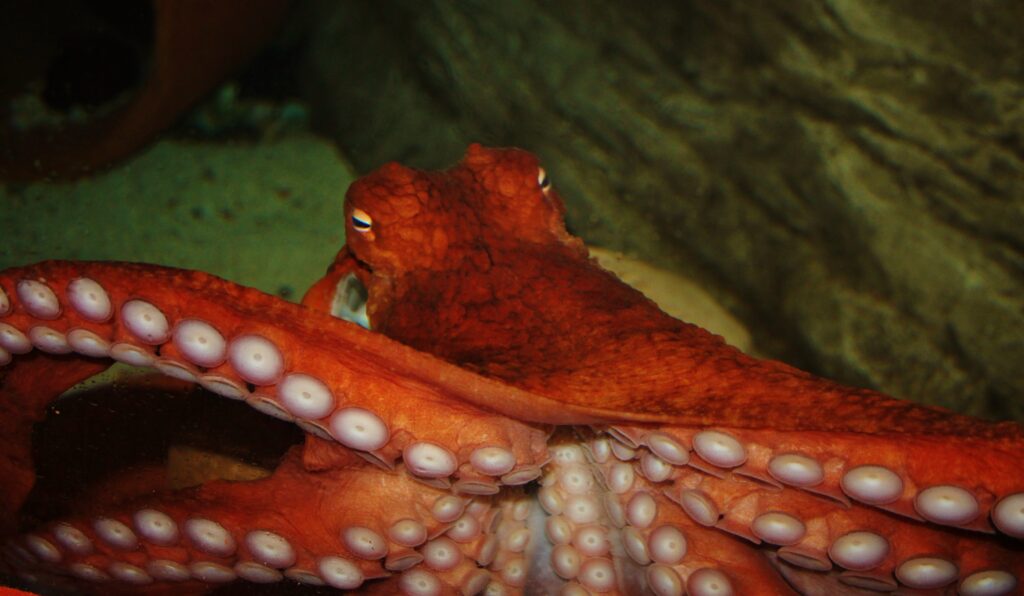 7 INCREDIBLE FACTS THAT YOU DIDN´T KNOW ABOUT OCTOPUSES