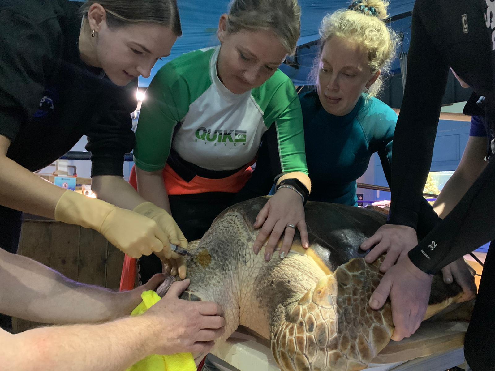 <strong>Blind Loggerhead Sea Turtle has Bi-Annual Vet Visit</strong>