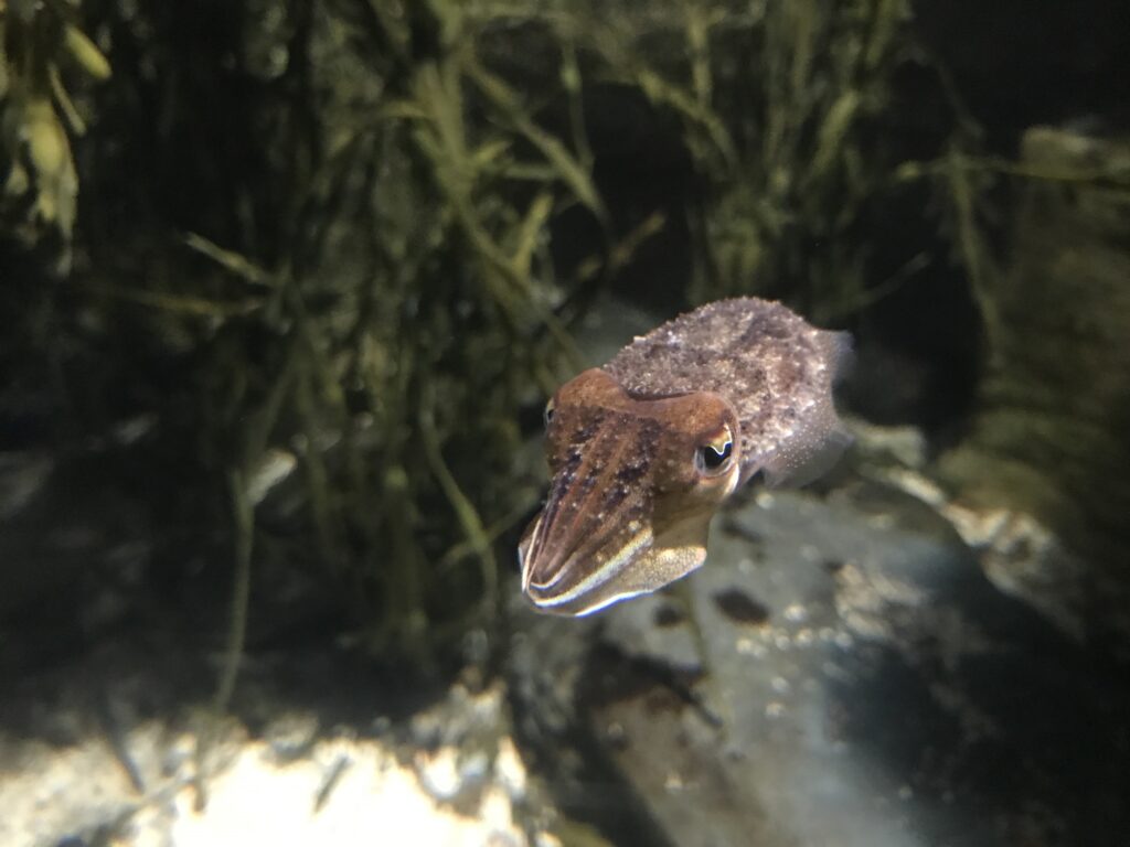 CURIOUS CUTTLES ARE CHRISTMAS CRACKERS