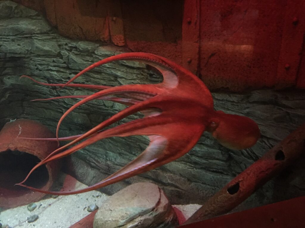 GIANT OCTOPUS MAKES HERSELF AT HOME IN LUXURIOUS NEW OCTO-PAD