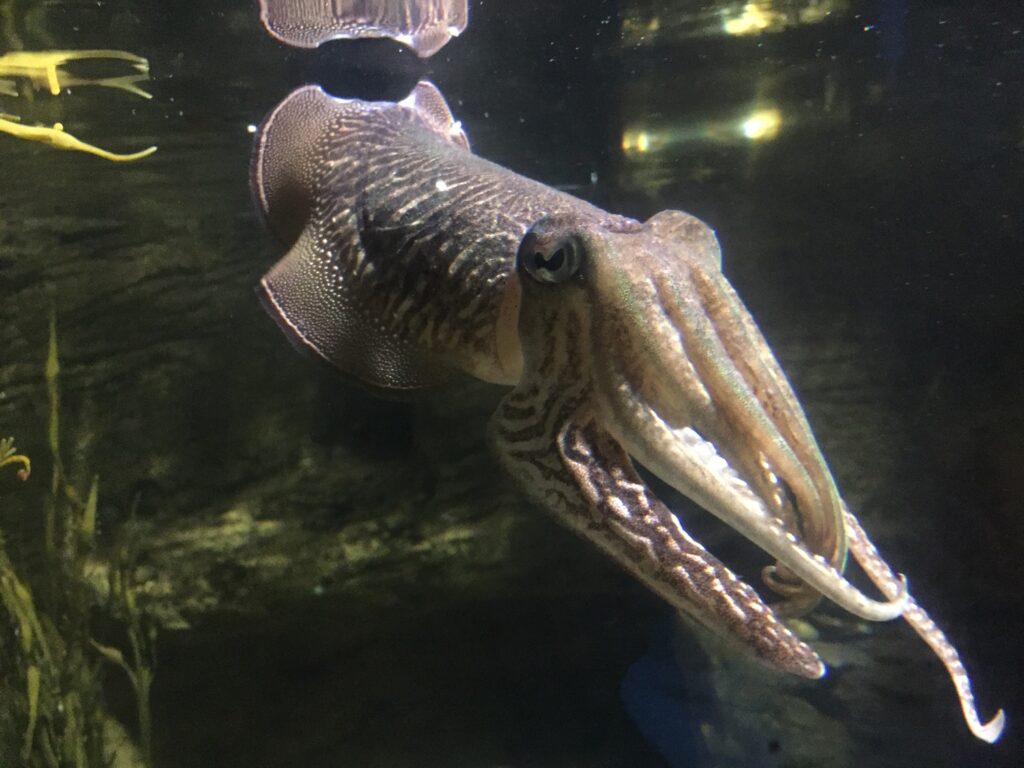 BLUE REEF WELCOMES  BABY CUTTLEFISH