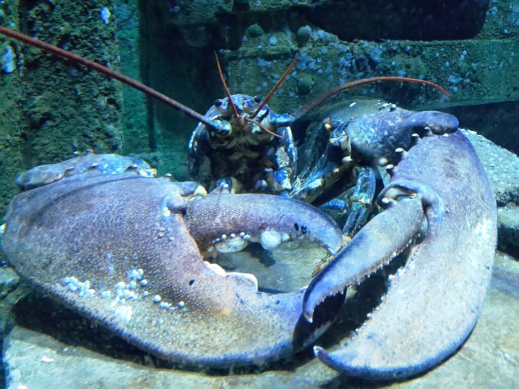 Blue Reef Aquarium Closes Temporarily in Response to COVID-19