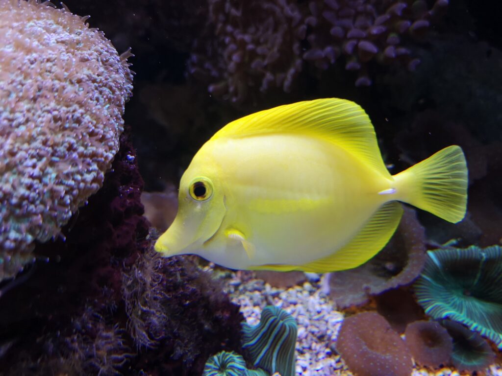 Second Temporary Closure for Blue Reef Aquarium