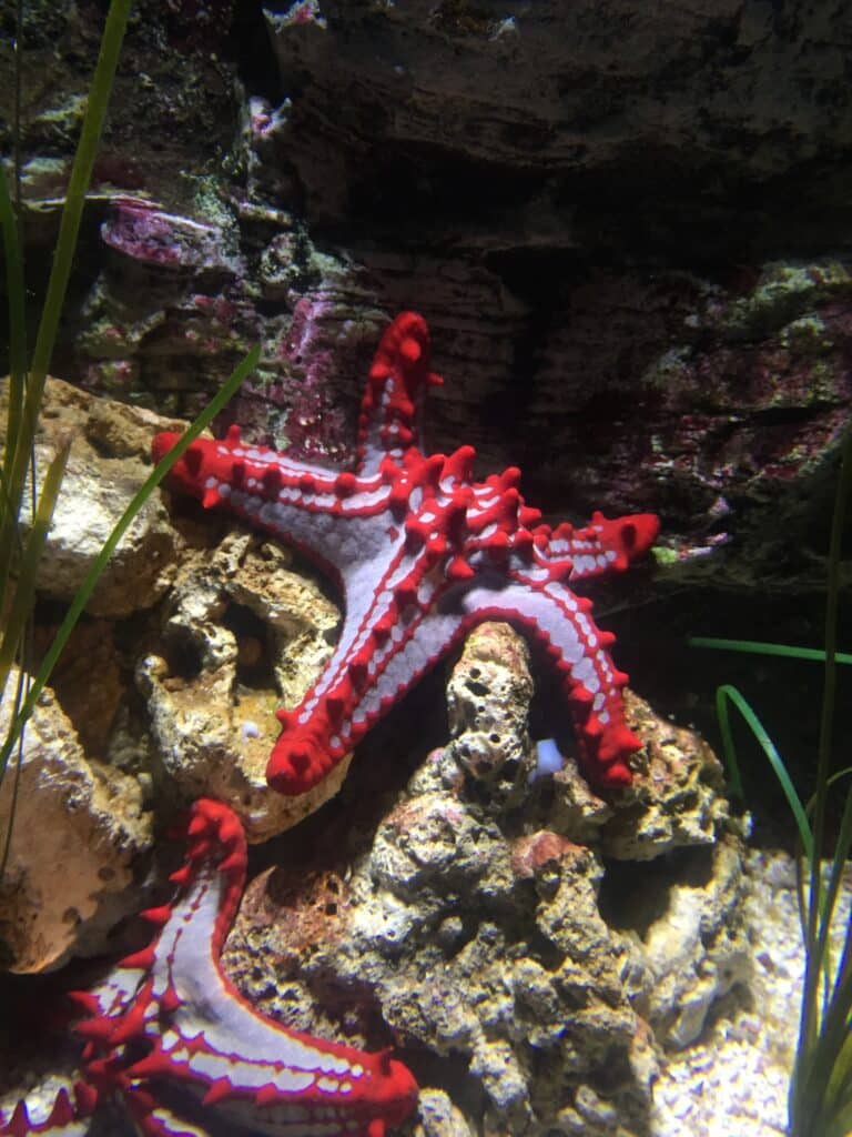 Merry Fishmas!