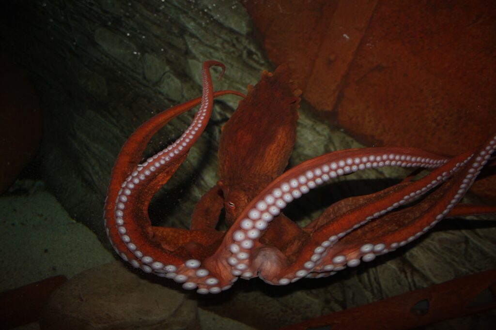 BLUE REEF BEGINS WORK ON NEW PURPOSE-BUILT OCTOPUS DISPLAY