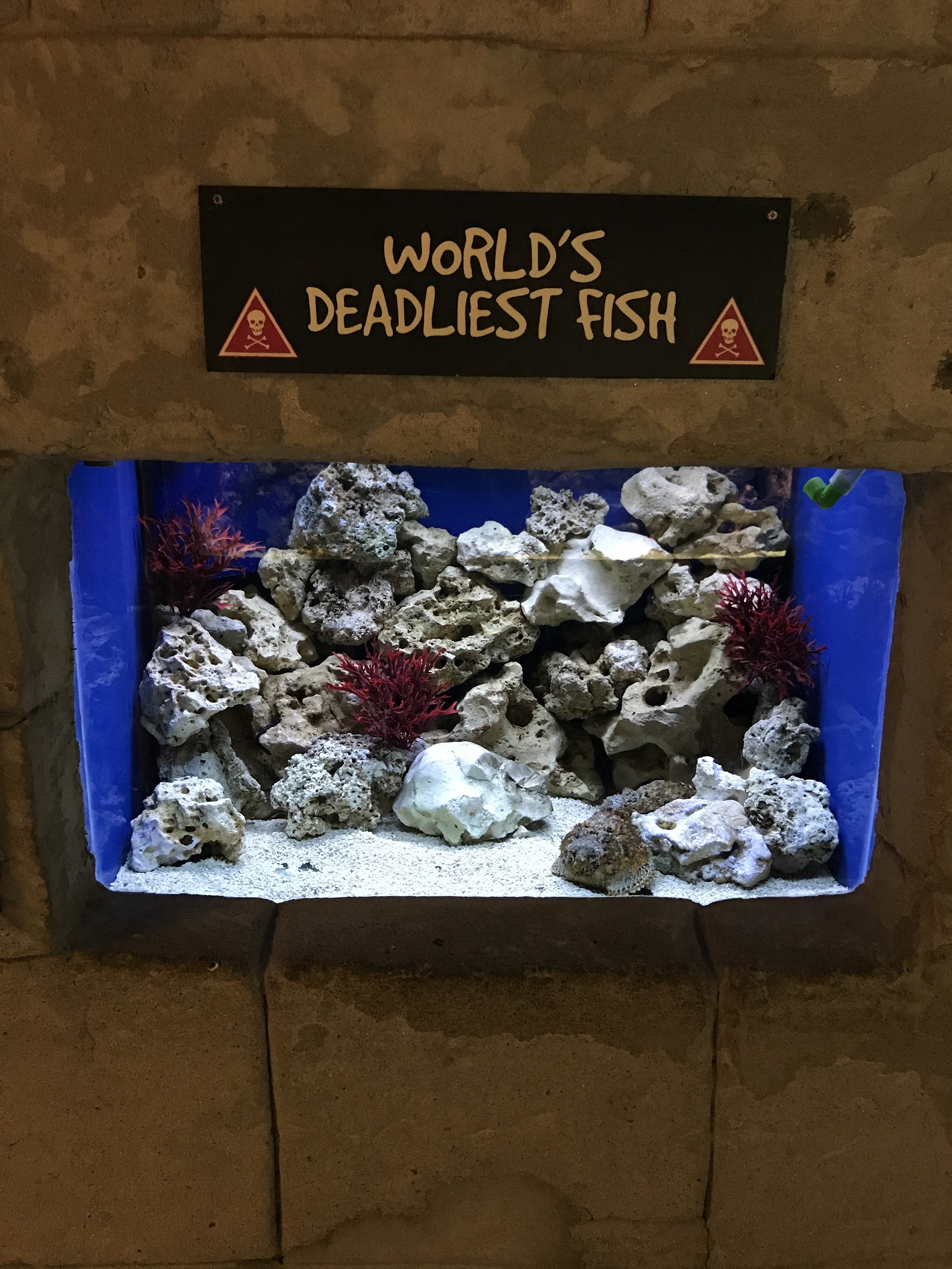 BLUE REEF WELCOMES DEADLY DUO!!!