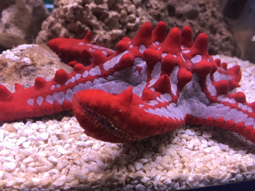 MERRY FISH-MAS AT BLUE REEF