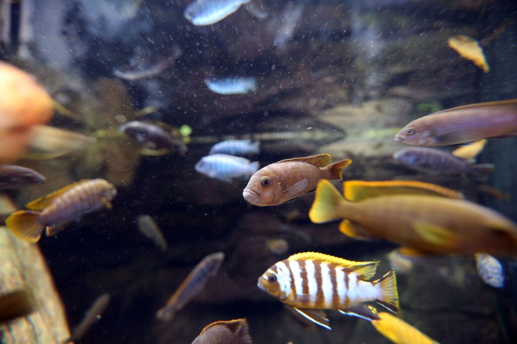‘NAUTICAL NIPPERS’ AT BLUE REEF AQUARIUM