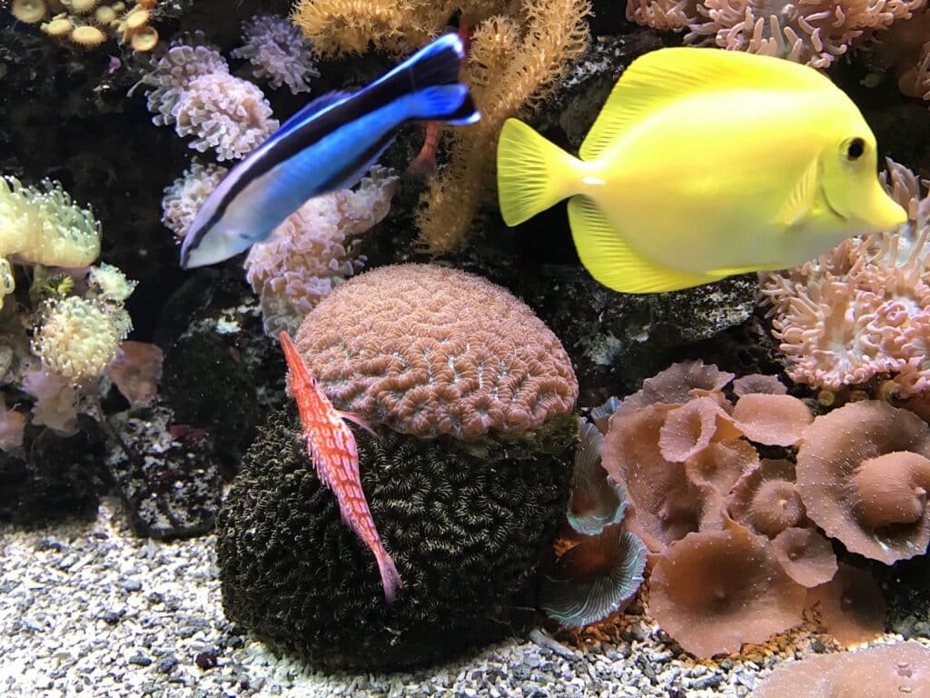 BLUE REEF AQUARIUM BREEDS LEOPARD GOBY