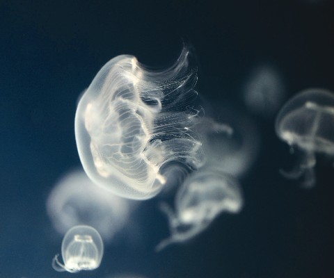 JELLY BABIES WITH A STING IN THE TAIL