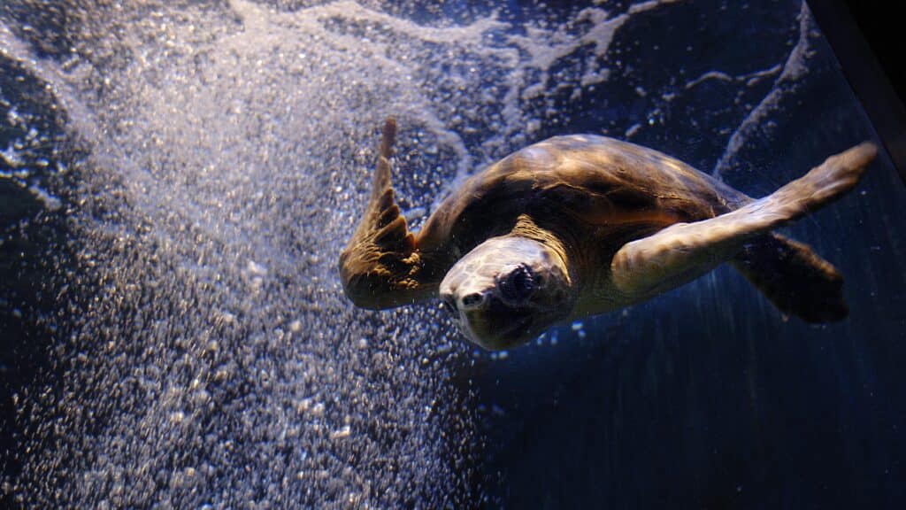 Omiros the Loggerhead Turtle swimming through bubbles.