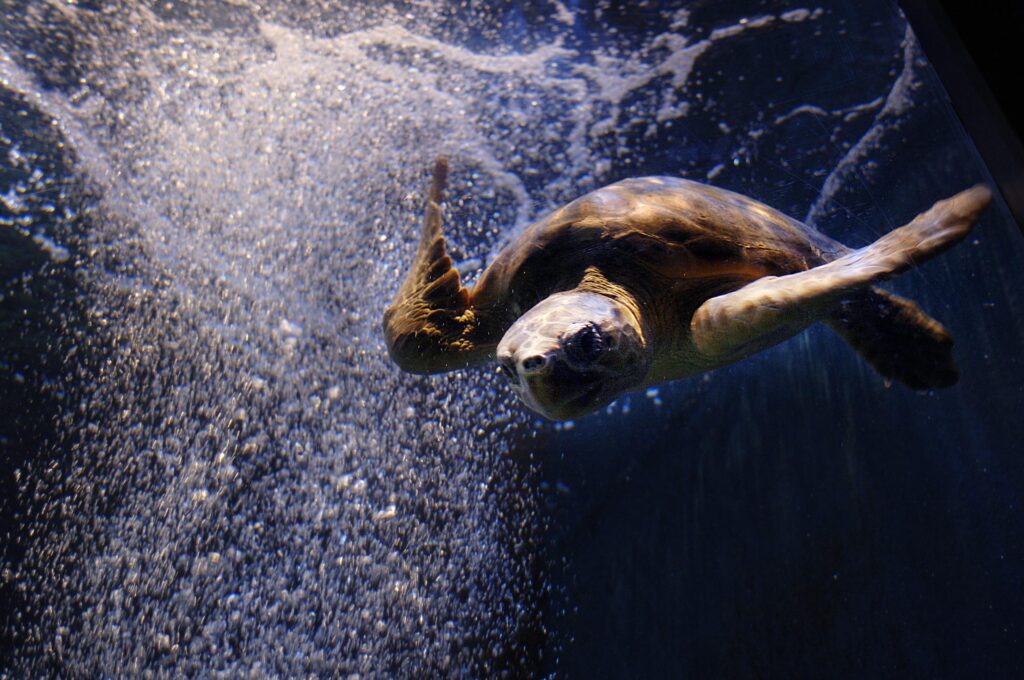 STRANDED TURTLE UPDATE