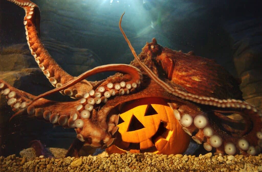 Adventures of Hidden Treasure & Spooky Enrichment This Half Term!