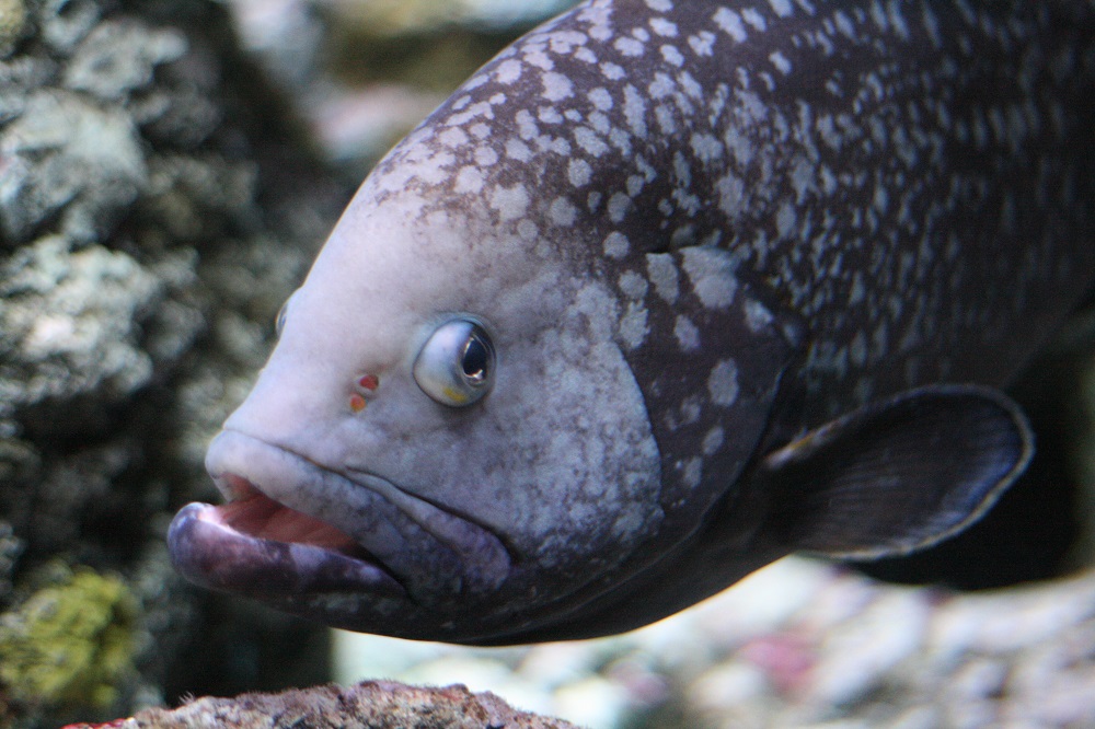 World’s Heaviest Fish Rescued In Cornwall