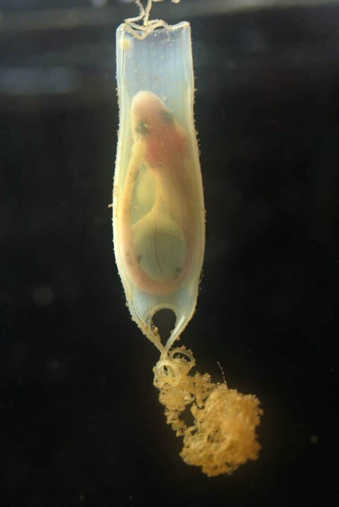 UNDERWATER EGG-STRAVAGANZA AT THE BLUE REEF AQUARIUM