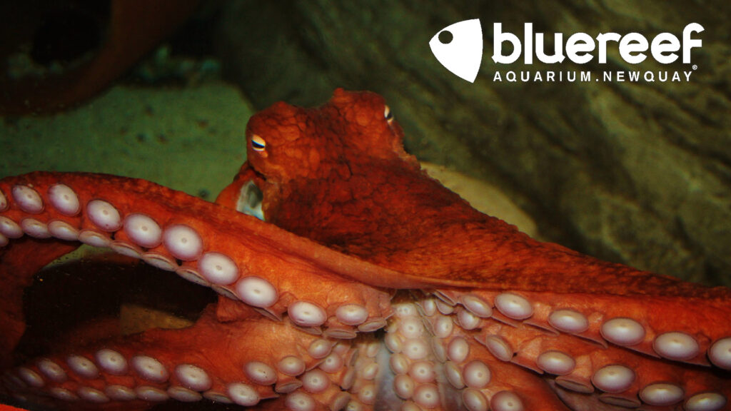 Giant Pacific Octopus Sneaks Two Dinners!