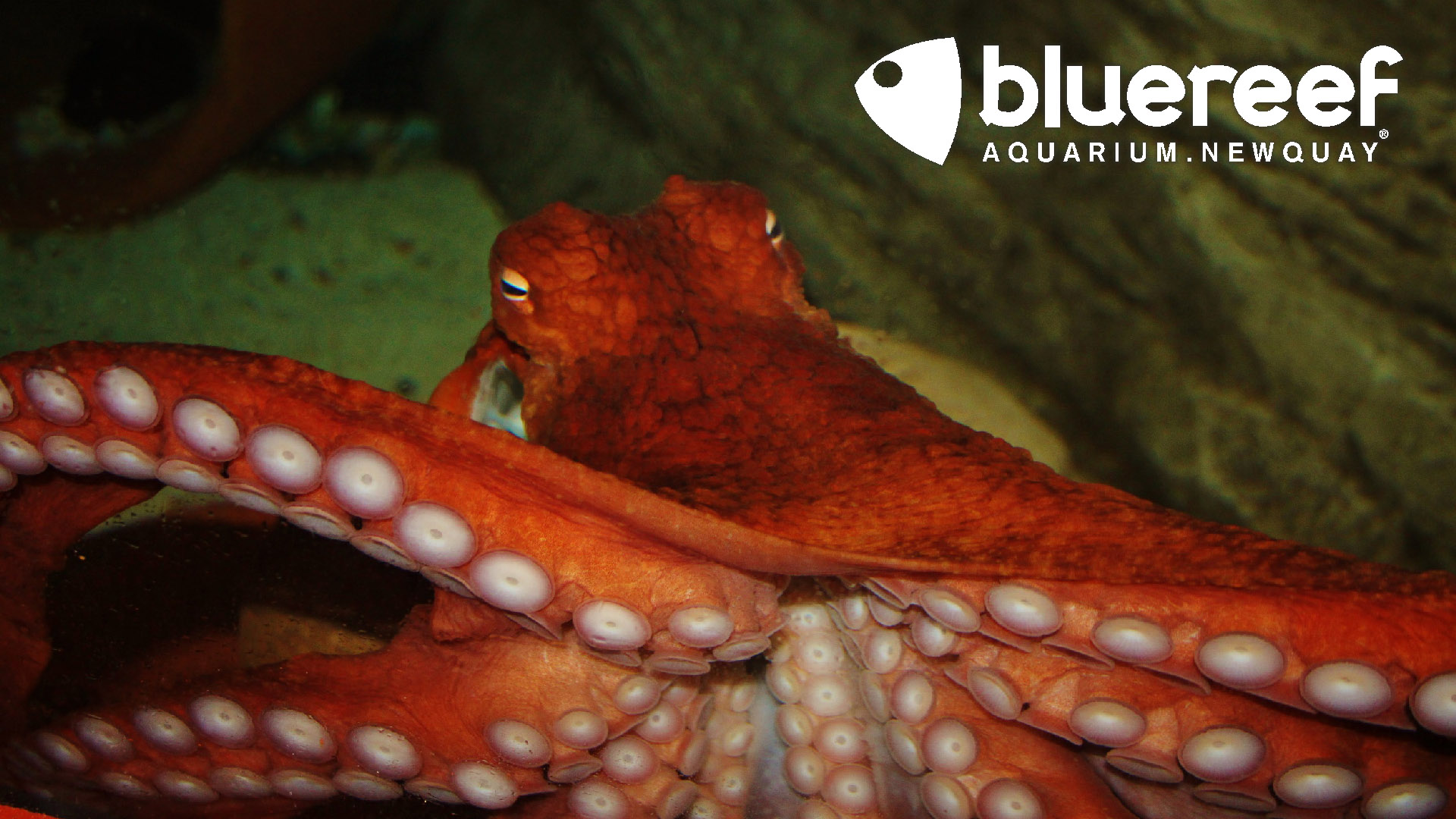 Giant Pacific Octopus Sneaks Two Dinners!