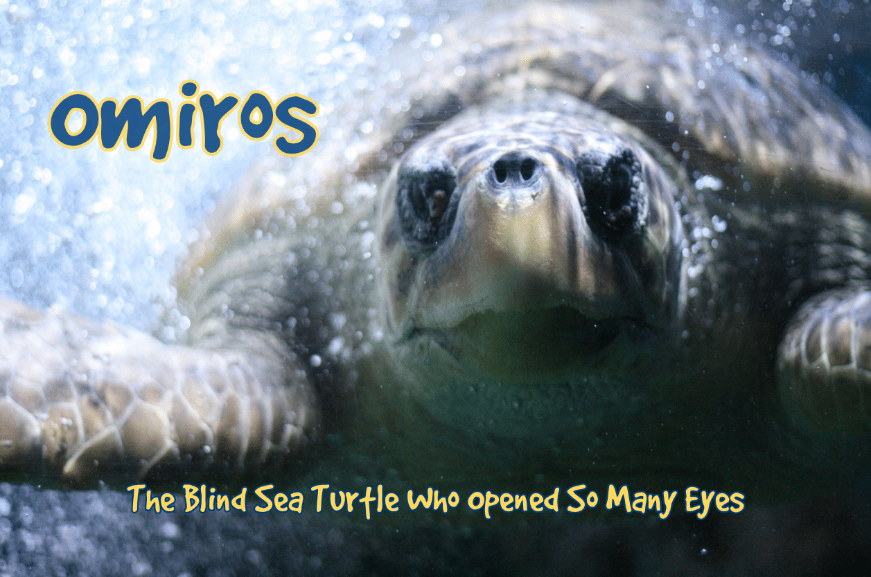 RESCUED TURTLE RESPONDING WELL TO TREATMENT