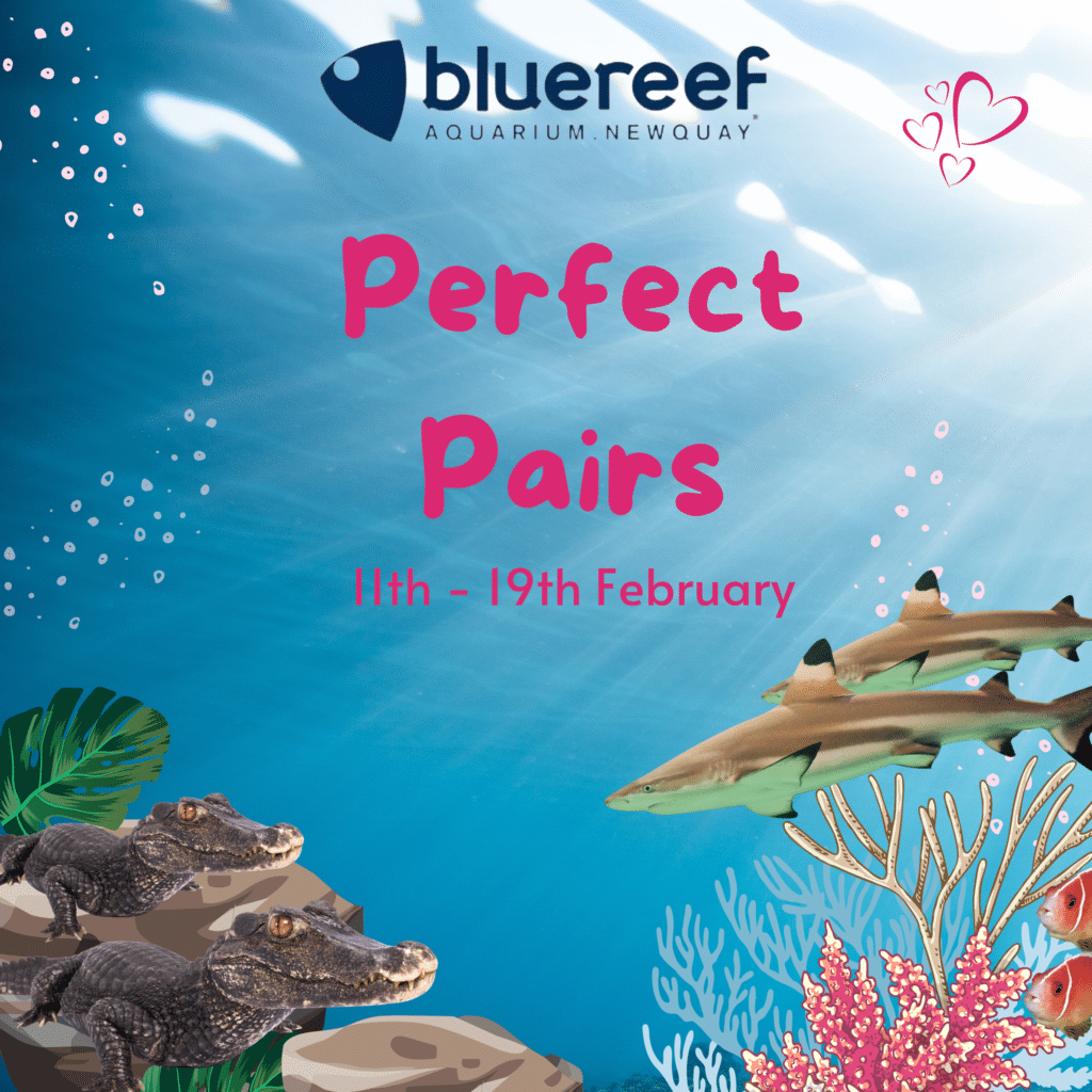 Perfect Pairs for February Half Term