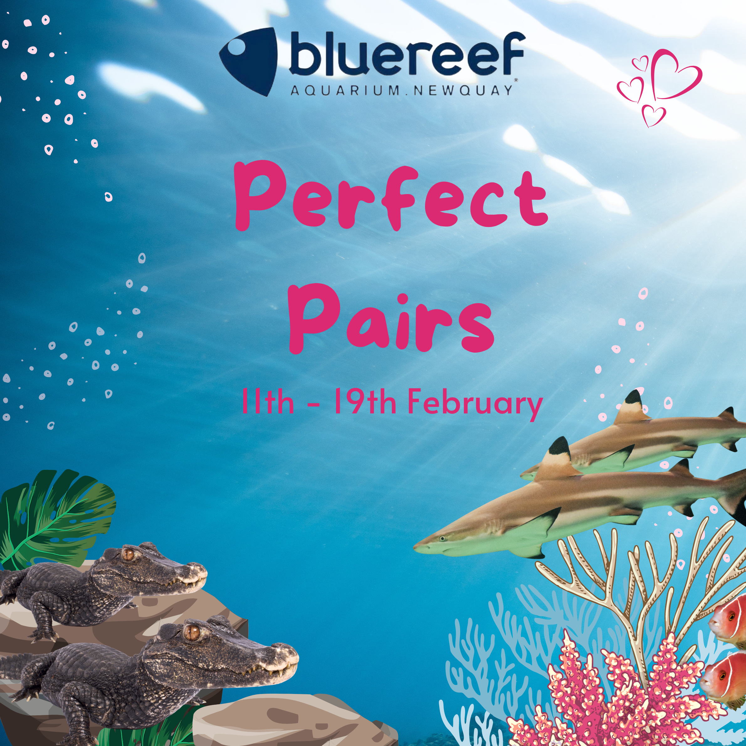 Perfect Pairs for February Half Term