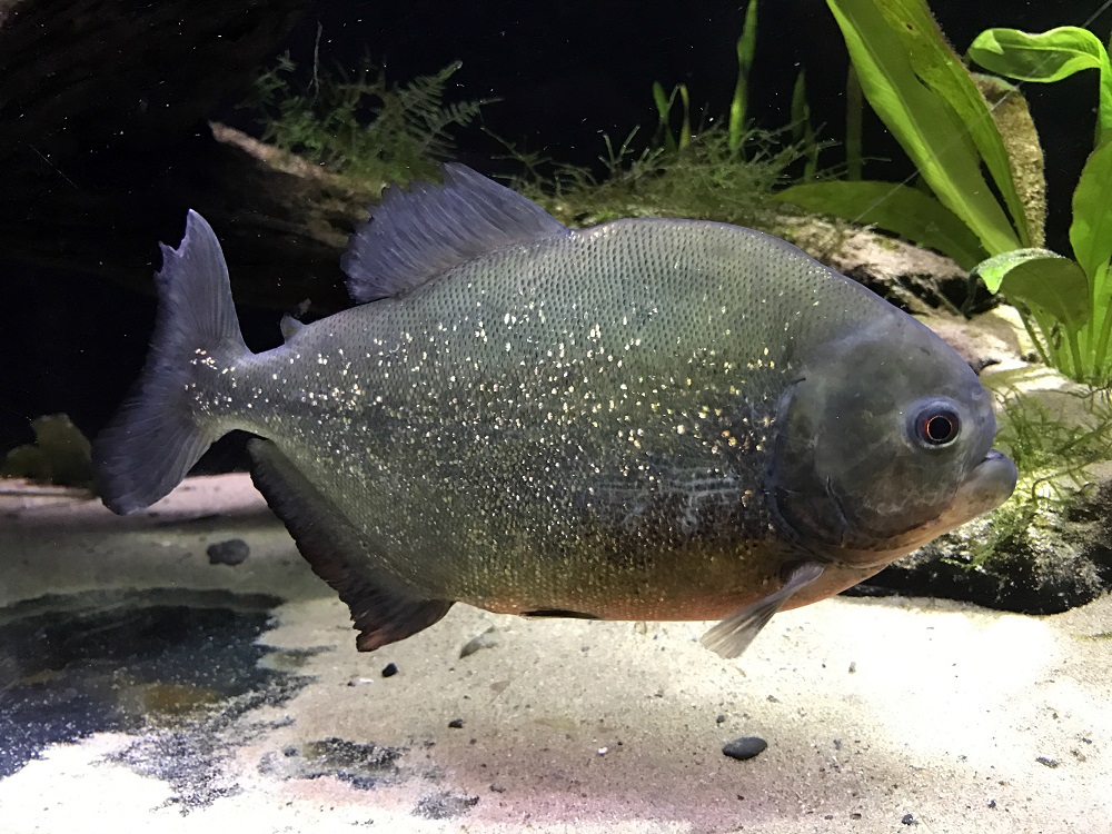 AQUARIUM INVITES VISITORS TO CATCH FISH ON FILM