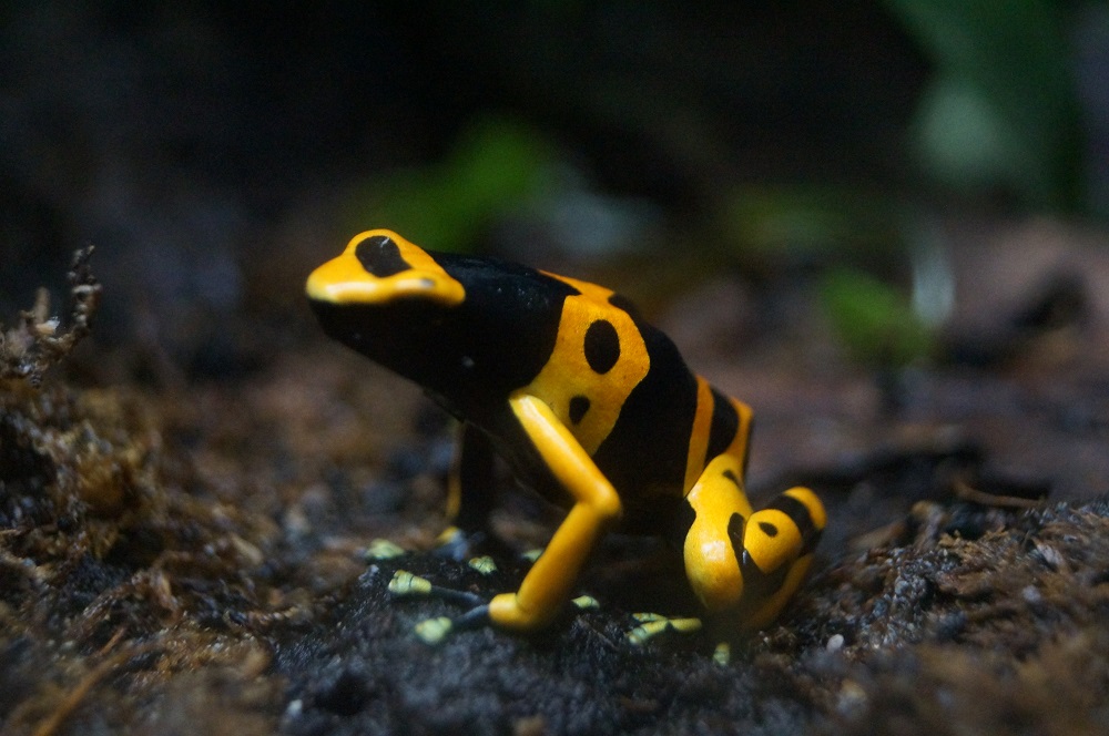 TOXIC TOADS ARRIVE AT BLUE REEF