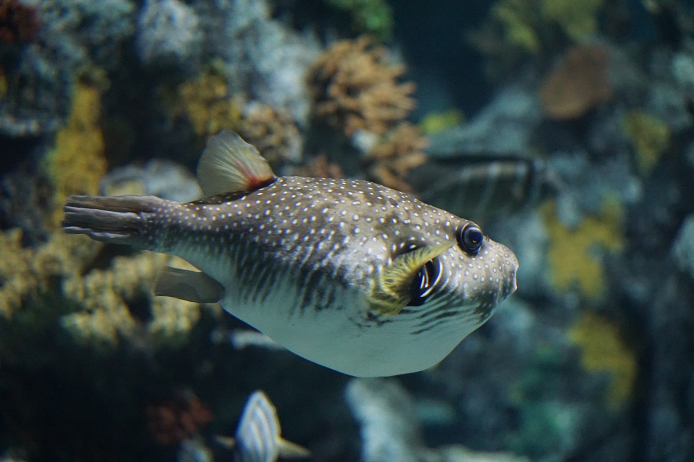 POORLY PUFFER PILES ON THE POUNDS