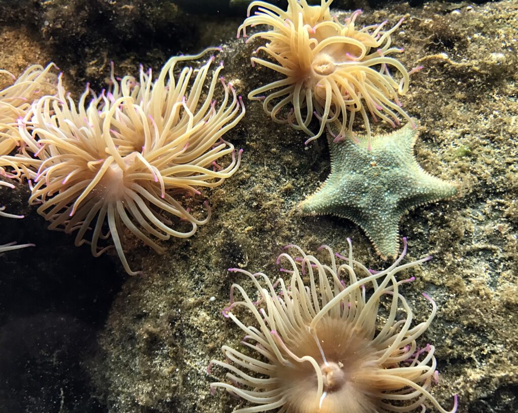 WHAT CAN YOU FIND AT YOUR LOCAL BEACH?