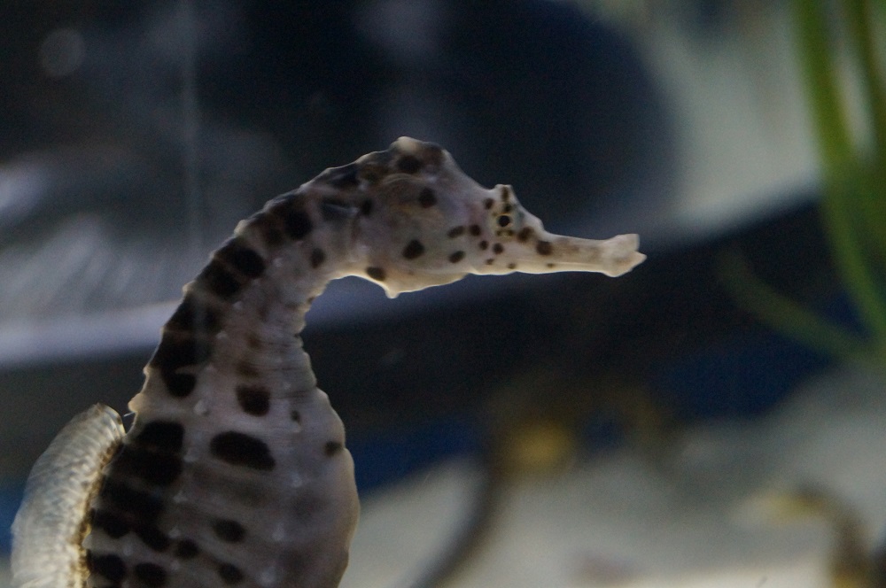 The most beautiful sea creatures in the UK