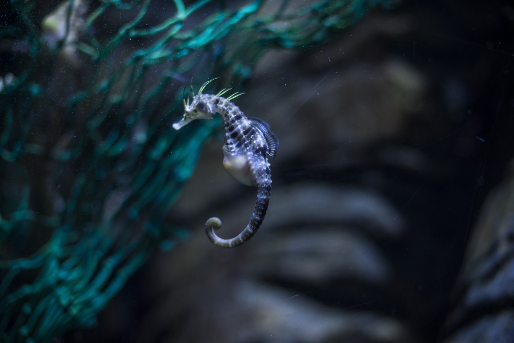 AQUARIUM CELEBRATES RARE SEAHORSE BIRTHS