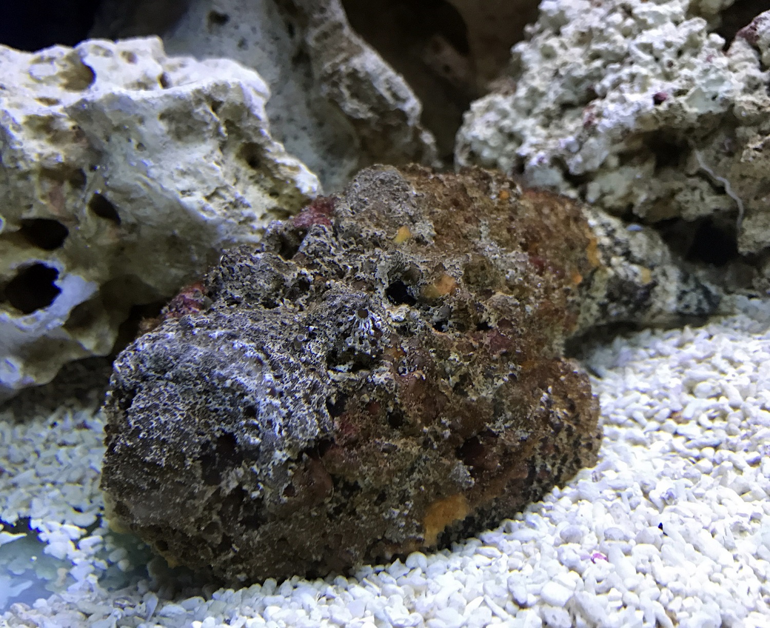 MEET THE PREDATORS AT BLUE REEF AQUARIUM