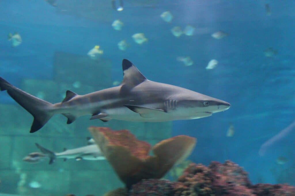 SHARK WEEK