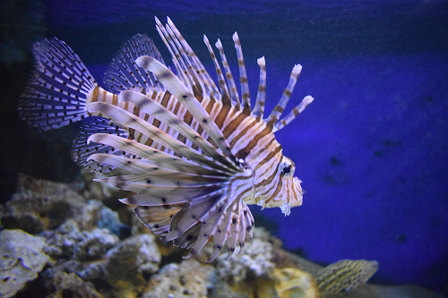 Discovering the Fascinating Lionfish: Inhabitants of the Warmer Waters Exhibit at Blue Reef Aquarium Newquay